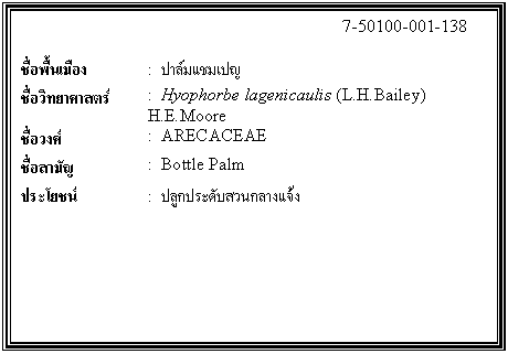 กล่องข้อความ: 7-50100-001-138 ชื่อพื้นเมือง : ปาล์มแชมเปญ ชื่อวิทยาศาสตร์ : Hyophorbe lagenicaulis (L.H.Bailey) H.E.Moore ชื่อวงศ์ : ARECACEAE ชื่อสามัญ : Bottle Palm ประโยชน์ : ปลูกประดับสวนกลางแจ้ง